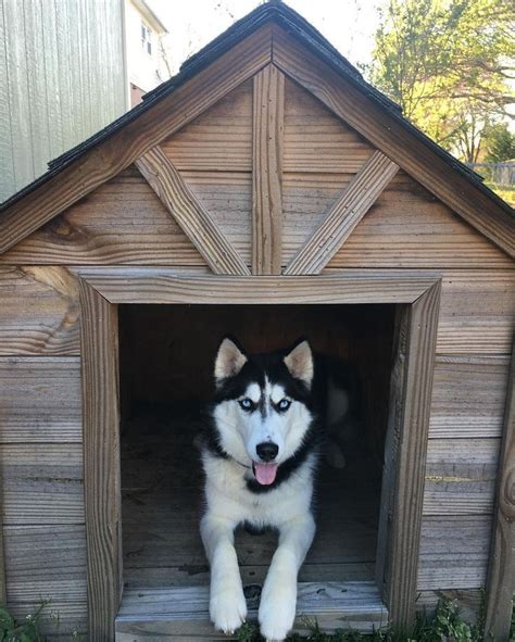 Husky house - To teach your Husky his name, you will need to do the following. Begin in a small enclosed area – anywhere in your home will do. Wait until your Husky puppy is not looking at you, then say his name. When he turns to look at you, say ‘yes’ or ‘good’ in a bright, positive tone, and immediately give him a treat.